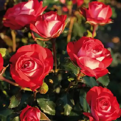 Trandafiri Floribunda - Trandafiri - Planten un Blomen® - 